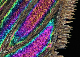 Illustration for article titled Parasites, deadly bugs and fungi are more beautiful than you could possibly imagine